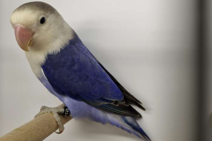 diverse kleuren fisheries