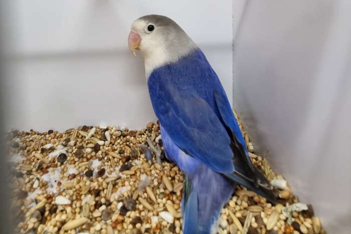 diverse kleuren fisheries