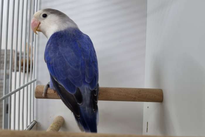 diverse kleuren fisheries