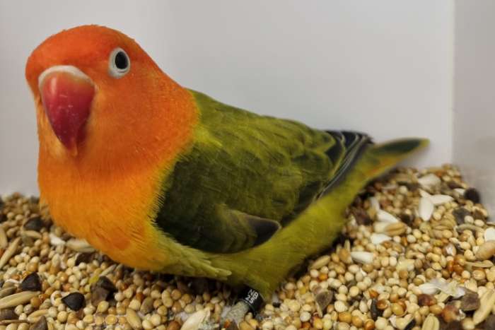 diverse kleuren fisheries