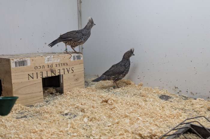 blauwschubben kwartels