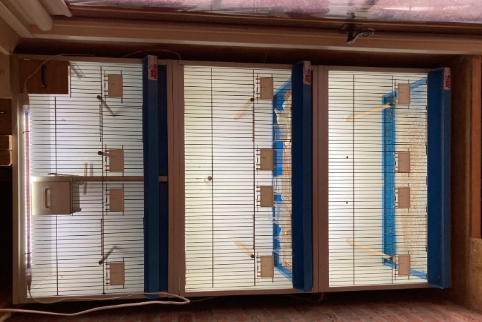 drie van keulen broedkooien.