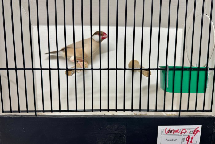 rijstvogel mutaties - tt kwaliteit - topaas, pastel, mokka paste