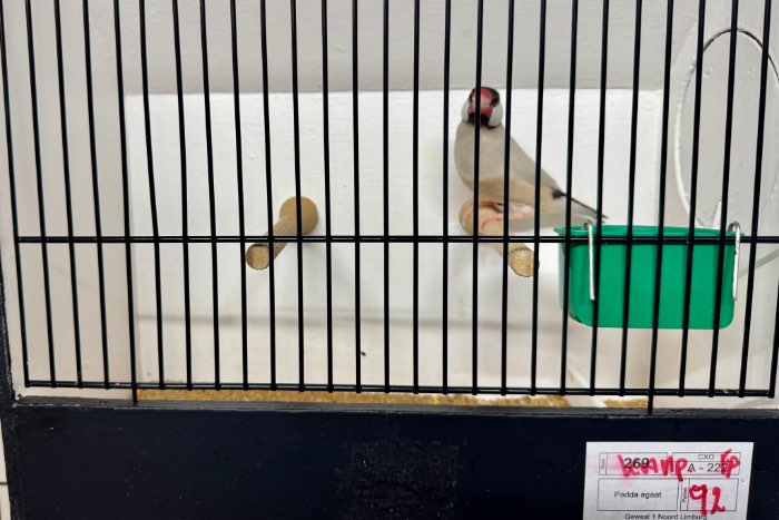 rijstvogel mutaties - tt kwaliteit - topaas, pastel, mokka paste