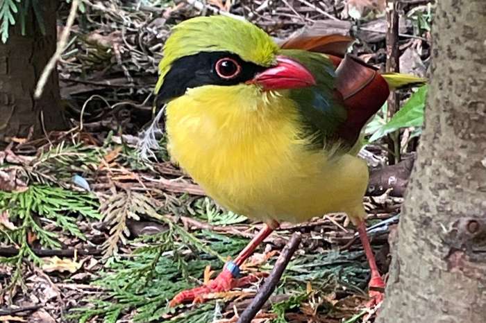 super strak koppel geelbuik kitta