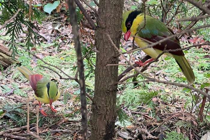 super strak koppel geelbuik kitta