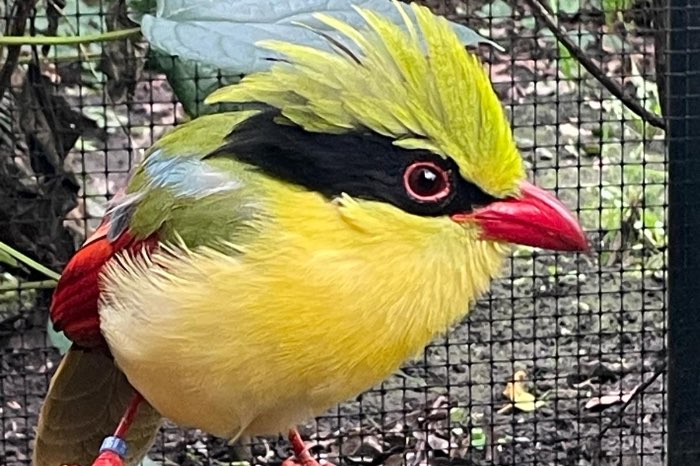 insecteneters, aanwezig op beo