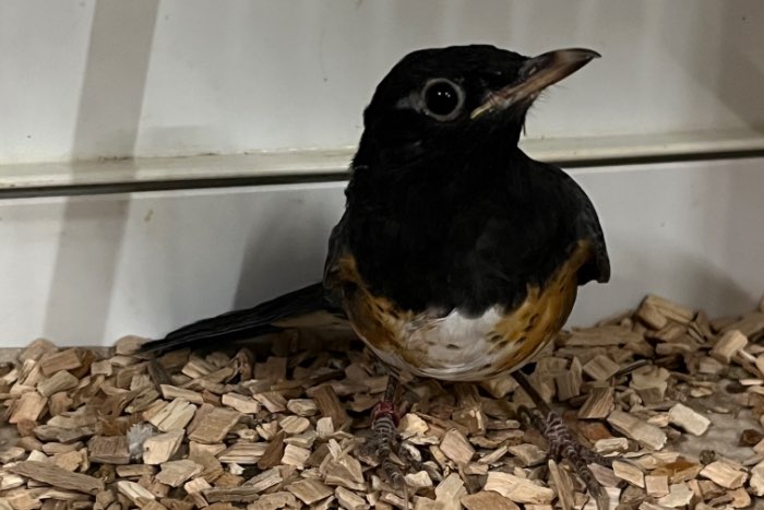 insecteneters, aanwezig op beo