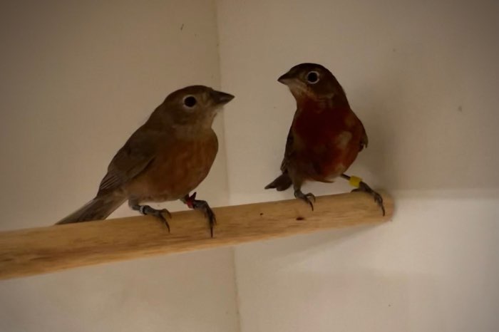 insecteneters, aanwezig op beo