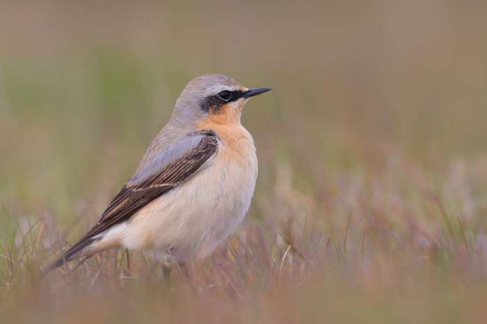 europese tapuit ( oenanthe oenanthe)