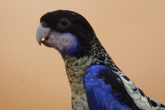 brown rosella.s