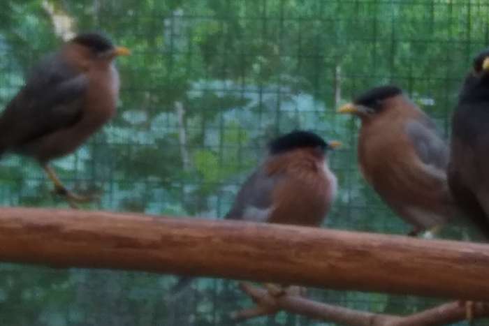 2-0 pagode spreeuw 2025