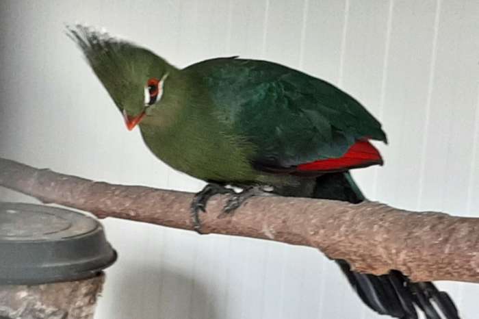 te koop: livingstone toerako pop 2025 - natuurbroed