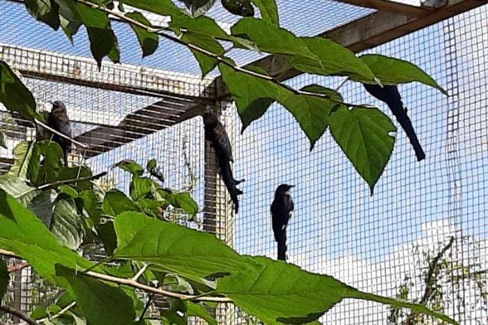 te koop: 1 onverwant koppel groene woudhoppen 2025 – natuurbroed