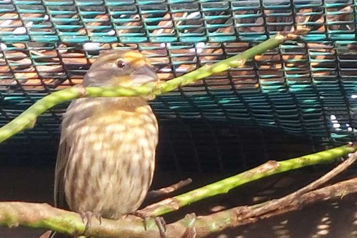 opal mexicaanse vink