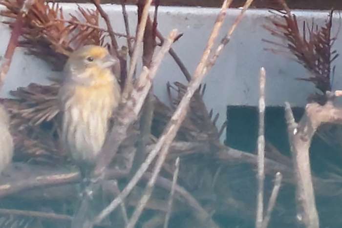 opal mexicaanse vink