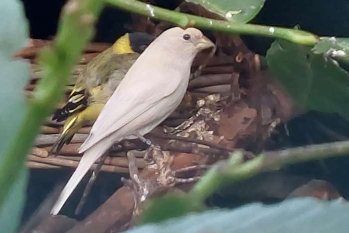 opal mexicaanse vink