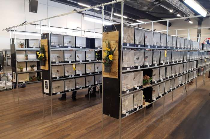 open brabants kampioenschap & kempen cobinatie show