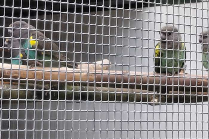 1-1 en 0-1 meyer-papegaaien (poicephalus meyeri damarensis)