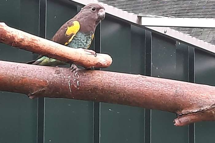 1-1 en 0-1 meyer-papegaaien (poicephalus meyeri damarensis)