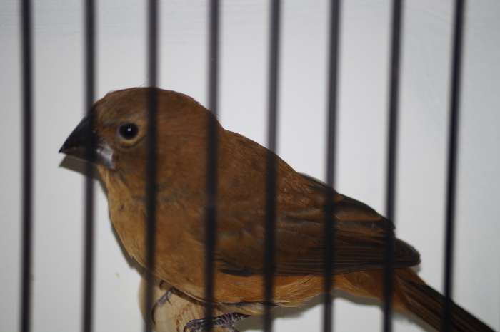 2-0  braziliaanse blauwe bisschoppen