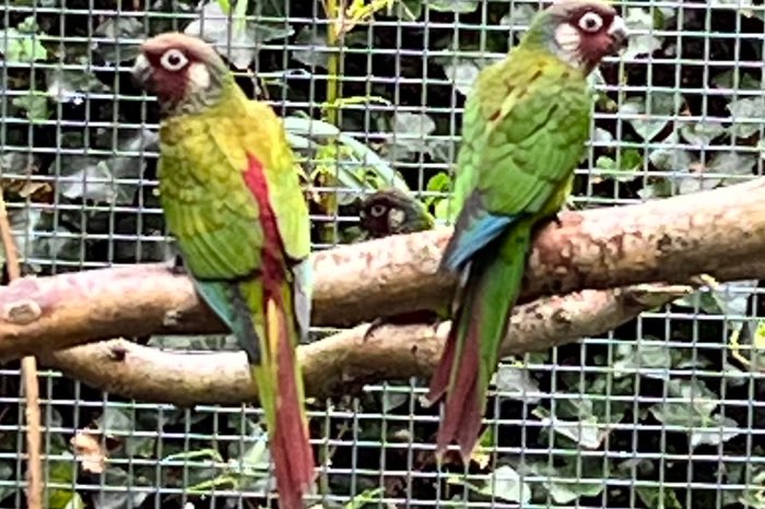 2 kweekkoppels pyrrhura leucotis edge/gezoomd, uniek!