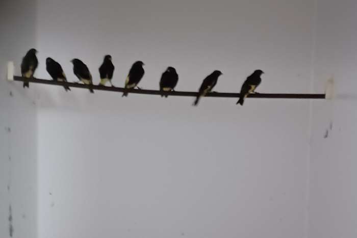 ek 2025 zwarte sijzen