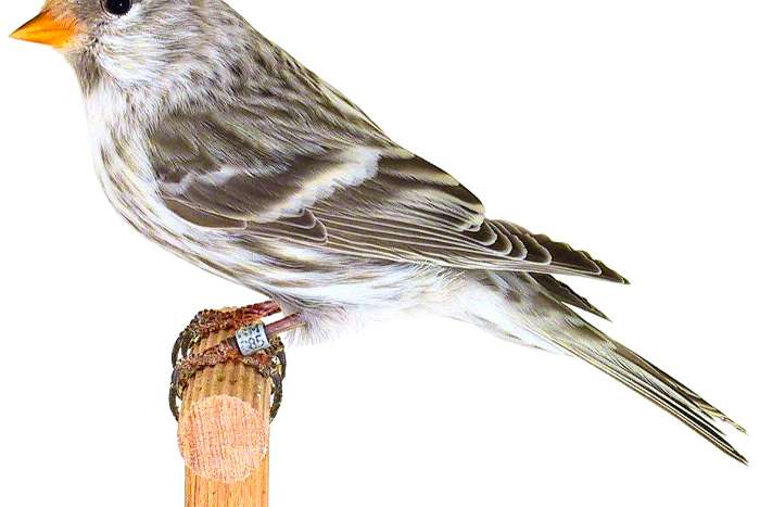 ek 2025 sijzen en noordse barmsijzen