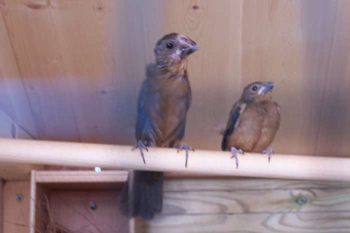 oryzoborus crassirostris maximiliani  (twa twa)