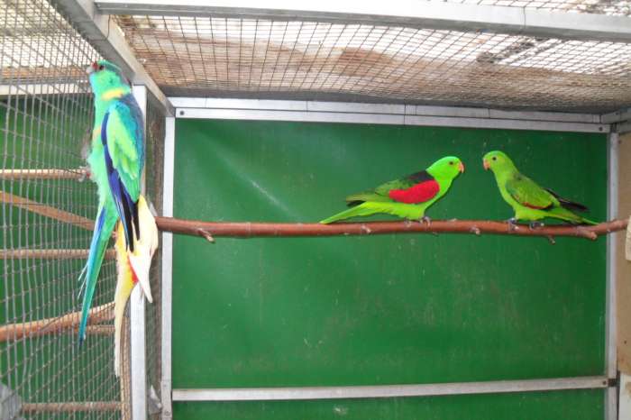 nu thuis  div parkieten/ 2 nov beurs heemskerk