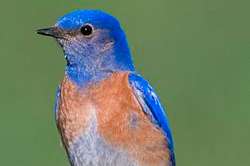 gezocht popje sialia mexicana