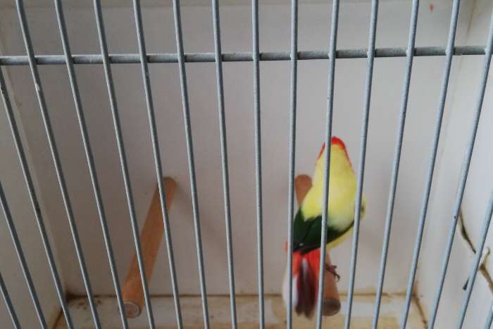 bonte roodkop papegaai amadine te koop