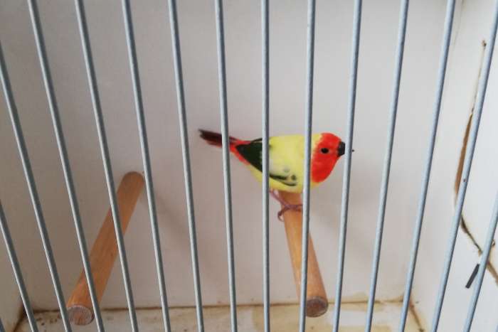 bonte roodkop papegaai amadine te koop