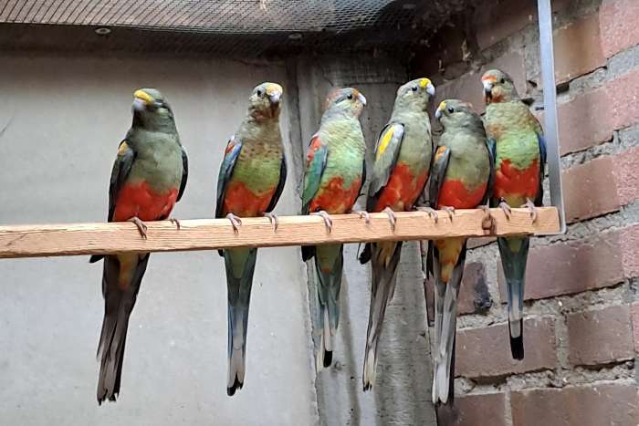 veelkleuren parkieten