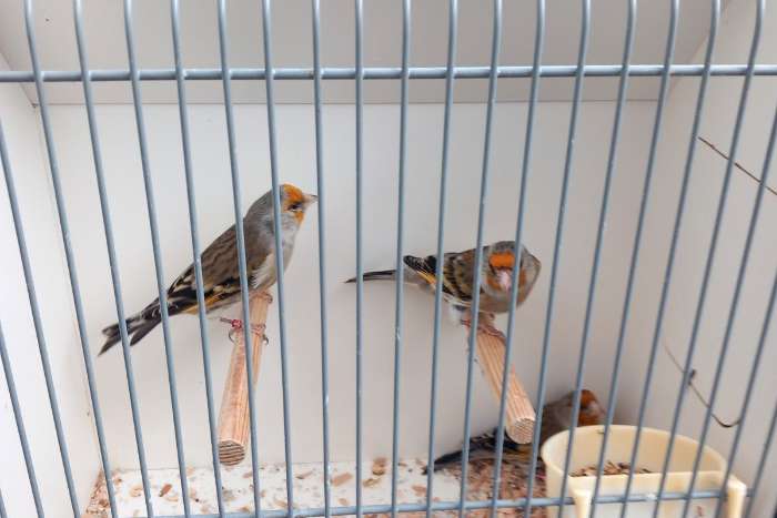 vogel kooien zang kooien