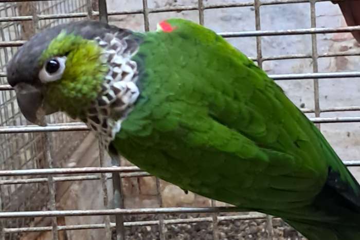 0-1 pyrrhura rupicola 2024