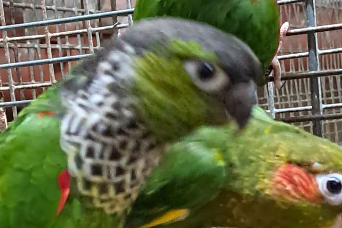 0-1 pyrrhura rupicola 2024