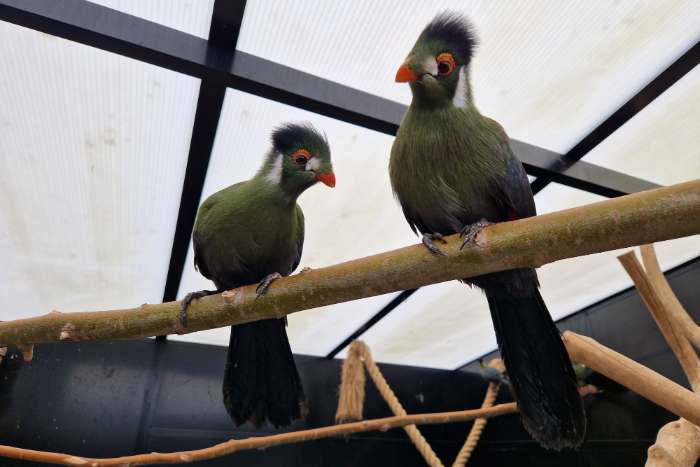 witwang toerako's | tauraco leucotis | poppen met dna