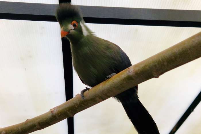 witwang toerako's | tauraco leucotis | poppen met dna