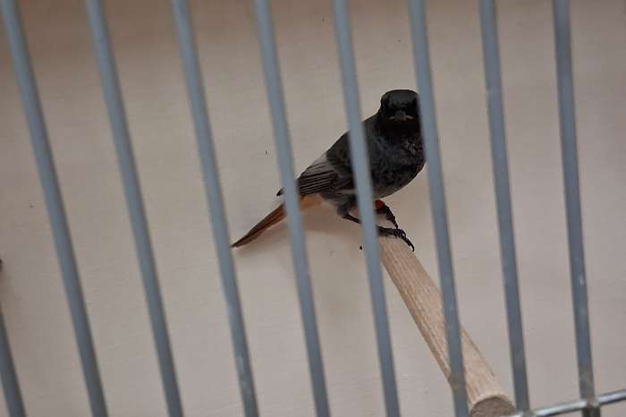 te koop  prachtige zwarte roodstaart 2024