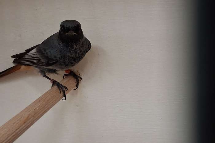 te koop  prachtige zwarte roodstaart 2024