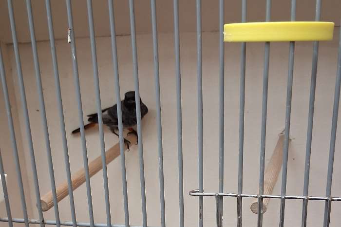 te koop  prachtige zwarte roodstaart 2024