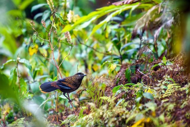 trochalopteron squamatum