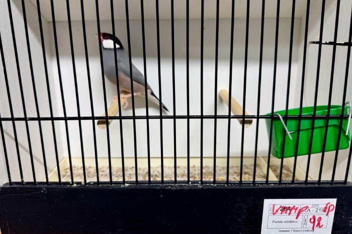 rijstvogel mutaties - tt kwaliteit - topaas, pastel, mokka paste