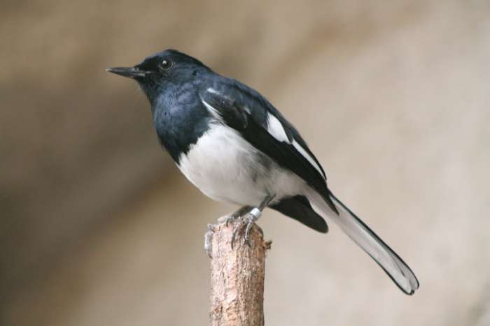 i will sell dayals 2,1 from this year