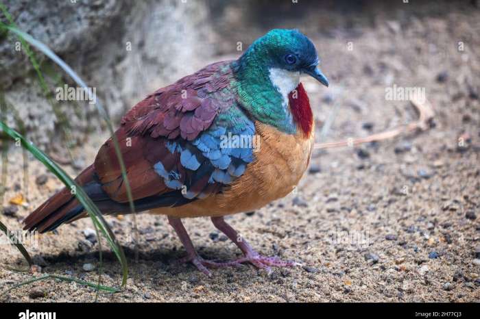 i will sell 2.0 bartlett dolksteekduif duif.