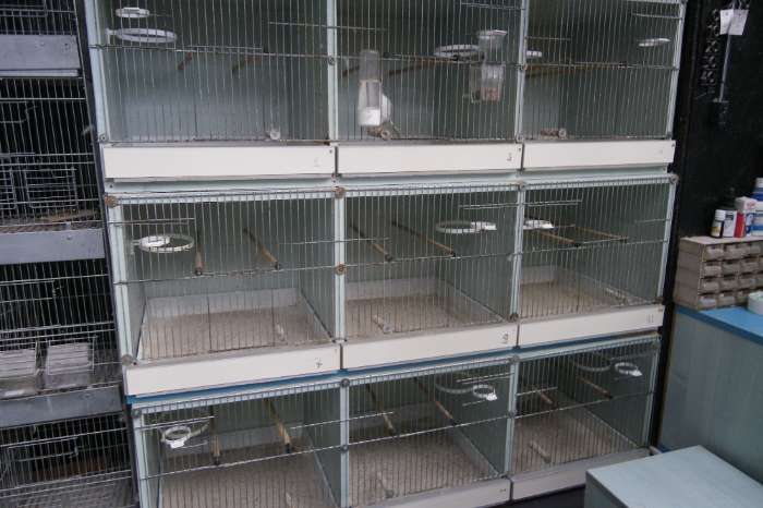 kweekkooien + voliere enz...