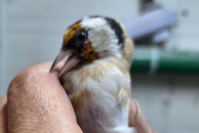 parva putters man split agaat 2025, 2 stuks