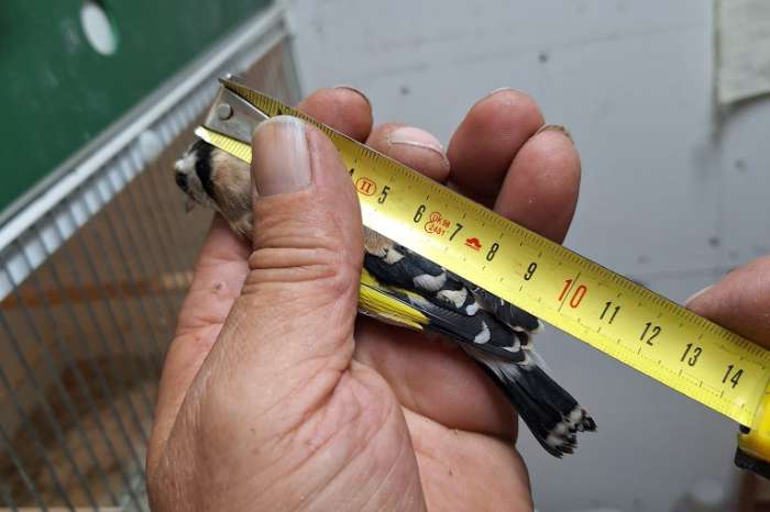 parva putters man split agaat 2025, 2 stuks