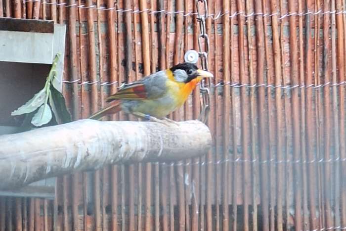 zilveroor nachtegaal